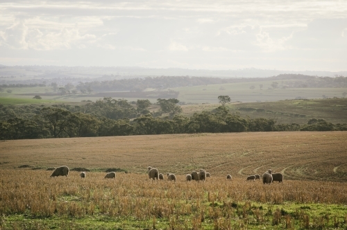 Sheep grazing in the Avon Valley region of Western Australia - Australian Stock Image