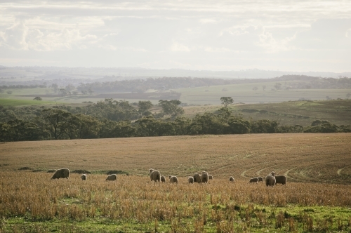 Sheep grazing in the Avon Valley region of Western Australia