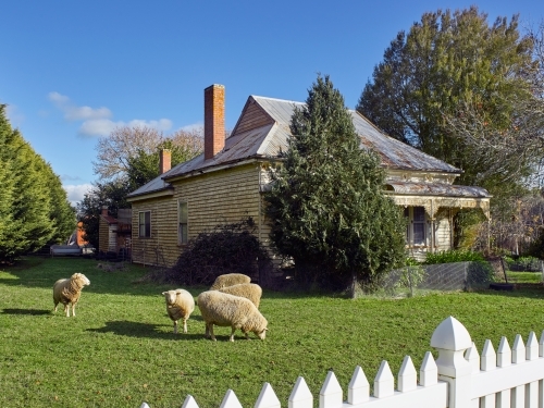 sheep grazing in the front yard of a rural house - Australian Stock Image