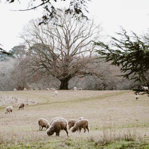 sheep grazing in winter field - Australian Stock Image