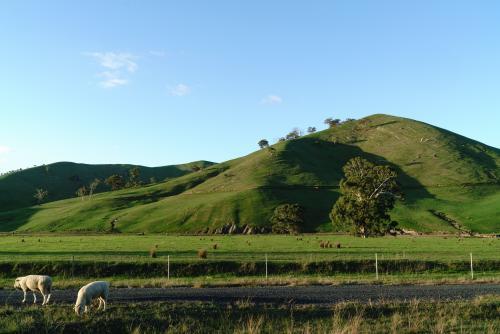 Sheep grazing near Yea