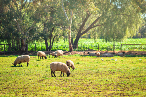 Sheep grazing on a daily farm in rural South Australia during winter season - Australian Stock Image