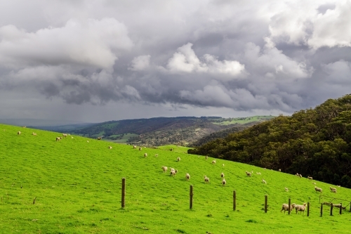 Sheep grazing on a farm during winter season in Adelaide Hills - Australian Stock Image