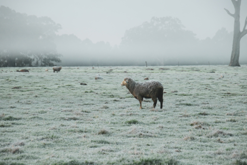 sheep grazing on a frost covered paddock - Australian Stock Image