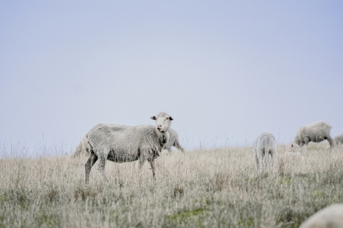 Sheep grazing with lambs. - Australian Stock Image