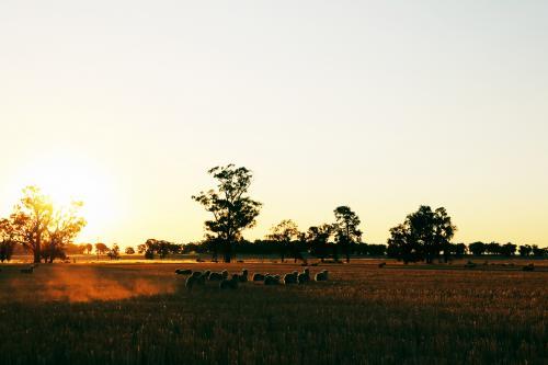 Sheep in a field at sunset