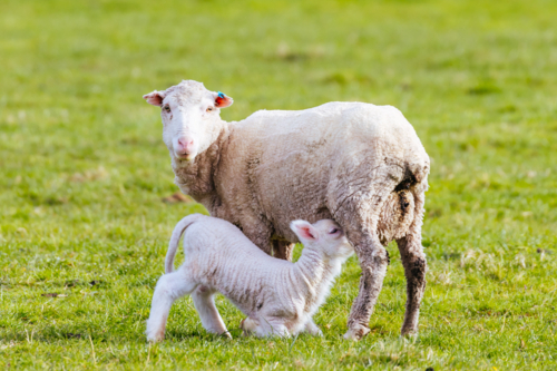 Sheep in a field near Swansea and Freycinet Peninsula on a warm spring day in Tasmania, Australia - Australian Stock Image