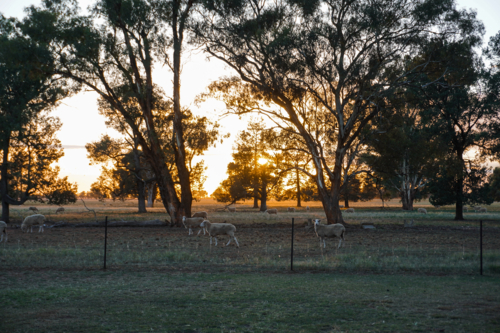 Sheep in a paddock at sunrise - Australian Stock Image