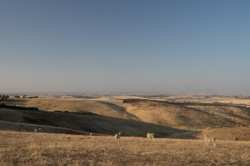 Sheep in a paddock - Australian Stock Image