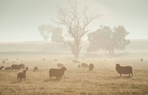 Sheep in a paddock with trees in soft warm light - Australian Stock Image