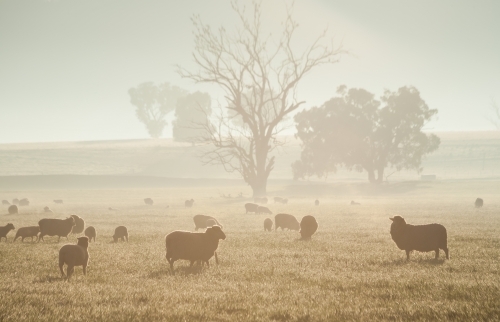 Sheep in a paddock with trees in soft warm light