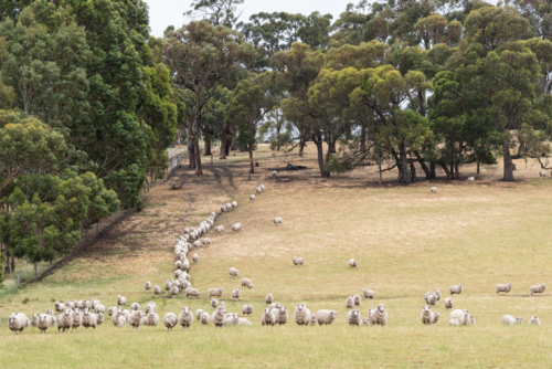 sheep in a row on a rural field surrounded by native trees - Australian Stock Image
