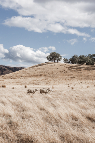 Sheep in dry, summer paddock with grasses and hills - vertical - Australian Stock Image