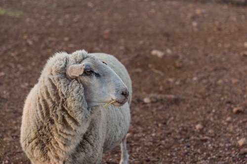 Sheep in paddock - Australian Stock Image