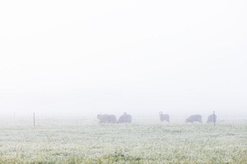 sheep in paddock on a foggy morning - Australian Stock Image