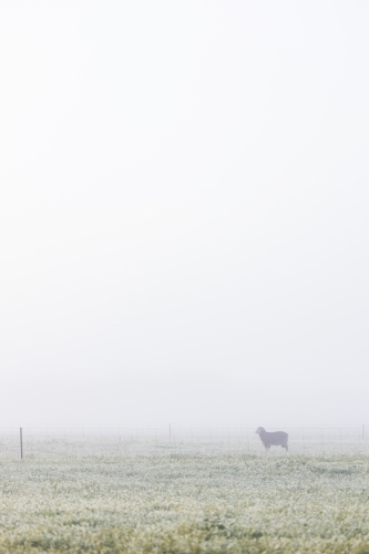sheep in paddock on a foggy morning - Australian Stock Image