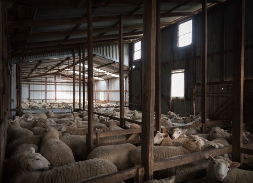 sheep in shearing sheds prior to shearing - Australian Stock Image
