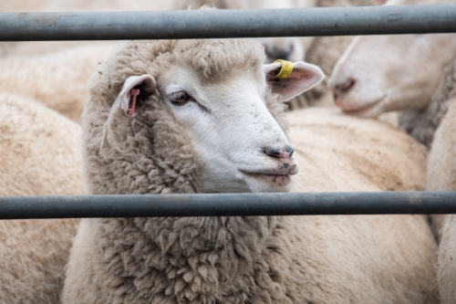 Sheep in sheep pen about to get shorn. - Australian Stock Image