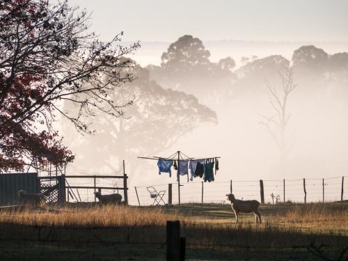 Sheep in the backyard with washing on the line against morning fog - Australian Stock Image