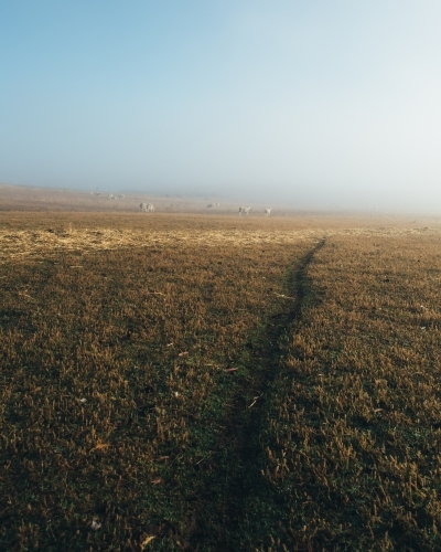 Sheep in the distance, standing in a paddock - Australian Stock Image