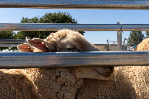 Sheep in the drafting race - Australian Stock Image