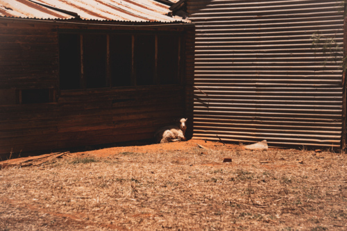 Sheep in the outback resting in shade beside shed - Australian Stock Image