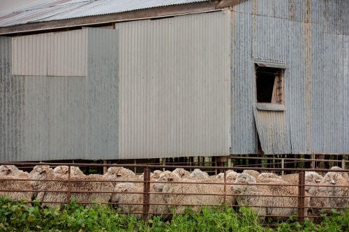 Sheep in the shearing shed yards - Australian Stock Image