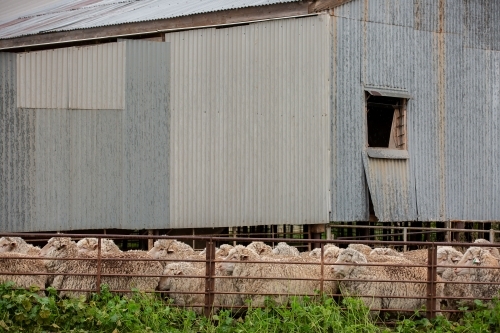 Sheep in the shearing shed yards