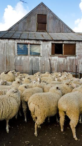 sheep in yards next to a shearing shed