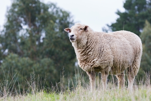 Sheep living at a sanctuary