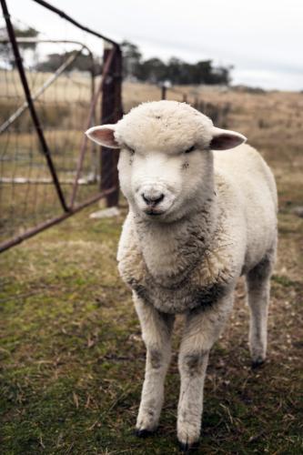 Sheep on farm looking at camera