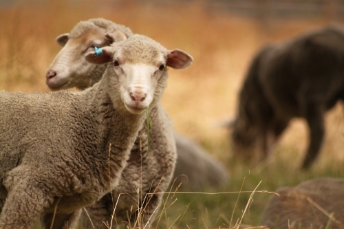 Sheep on overcast day - Australian Stock Image