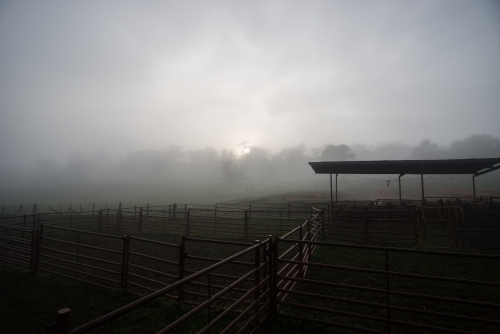 Sheep paddocks covered in fog - Australian Stock Image