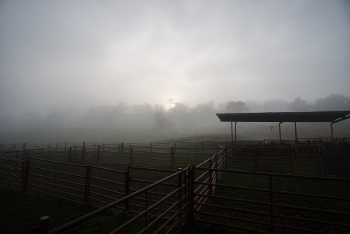 Sheep paddocks covered in fog