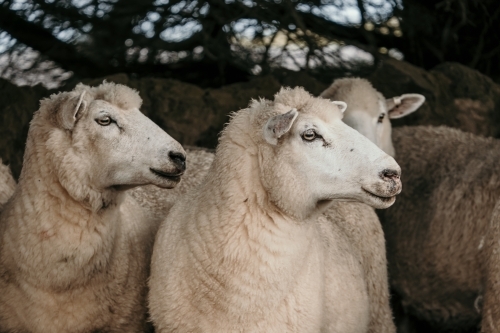 Sheep profiles.