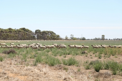 Sheep running in paddock. Dry summer drought conditions. - Australian Stock Image