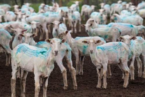 Sheep sheared with blue chemical insecticide to prevent blowfly - Australian Stock Image