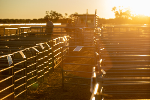 Sheep show pens at the end of day as people load their sheep - Australian Stock Image