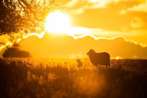 Sheep silhouettes at sunset in winter - Australian Stock Image