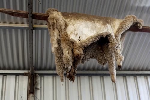 Sheep skin hanging from roof beam - Australian Stock Image