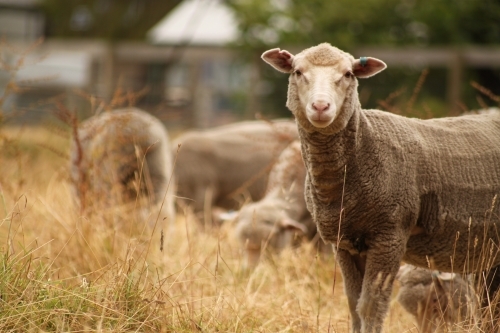 Sheep standing on dry grass field - Australian Stock Image