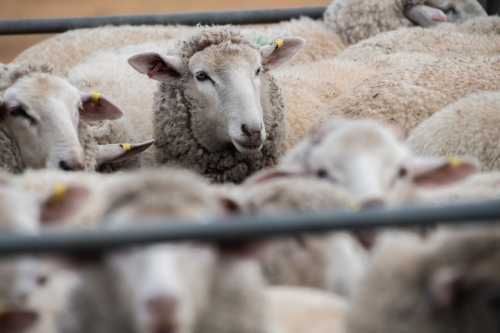 Sheep together in a pen waiting to be shorn. - Australian Stock Image
