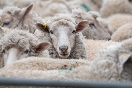 Sheep together in a pen waiting to be shorn. - Australian Stock Image