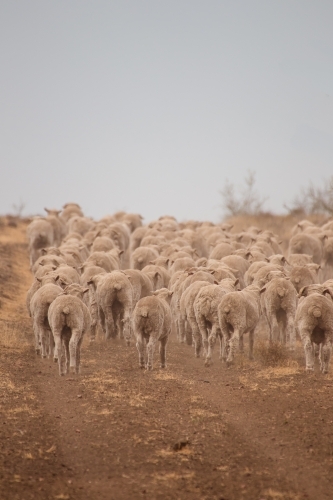 Sheep walking away - Australian Stock Image