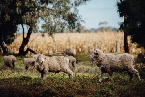 Sheep walking on a farm - Australian Stock Image