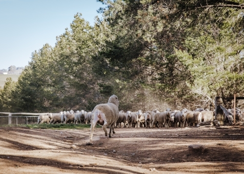 Sheep walking towards flock under shaded trees