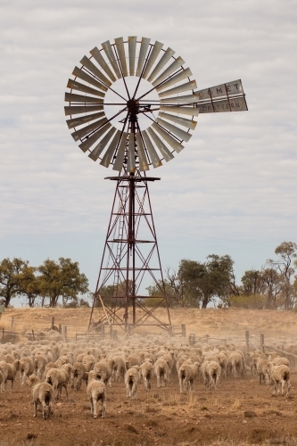 Sheep walking towards windmill - Australian Stock Image