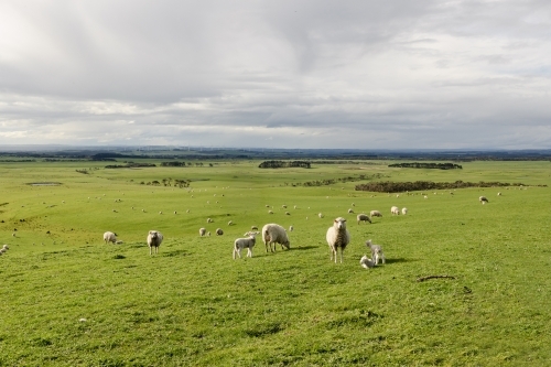 Sheep with lambs in a field on a farm with rolling hills and renewable energy wind turbines - Australian Stock Image