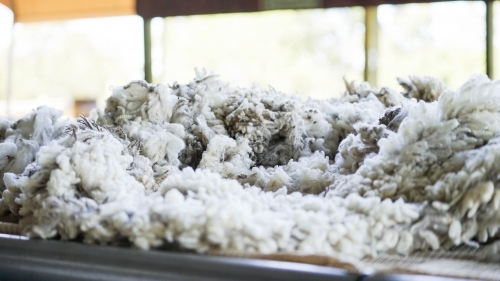 Sheeps wool spread out on table - Australian Stock Image