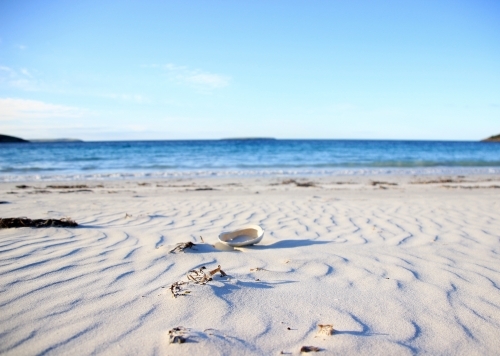 Shell Beside the Ocean on Sand - Australian Stock Image